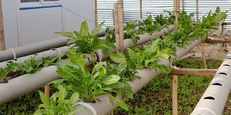 vegetables for hydroponic